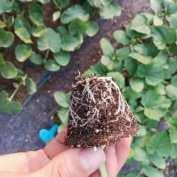 京冀攜手，科技興農 北京農學院科技成果轉化承德市試驗示范基地項目在河北生物領域的新探索